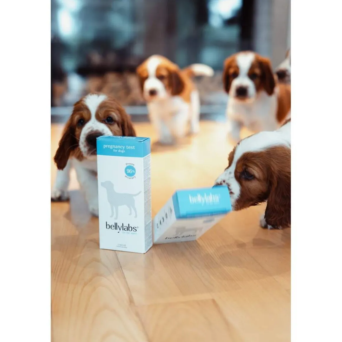 Bellylabs koirien tiineystesti