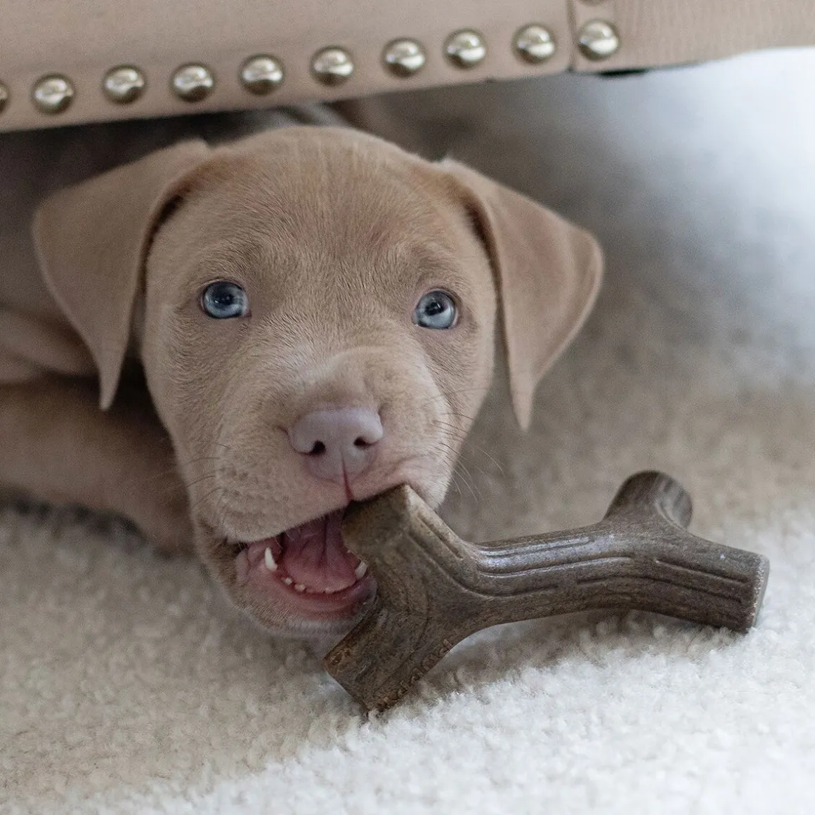 Benebone Puppy 2 kpl - Maplestick/Zaggler Bacon Tiny