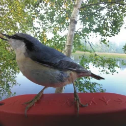 Bird Buddy -lintulauta kameralla