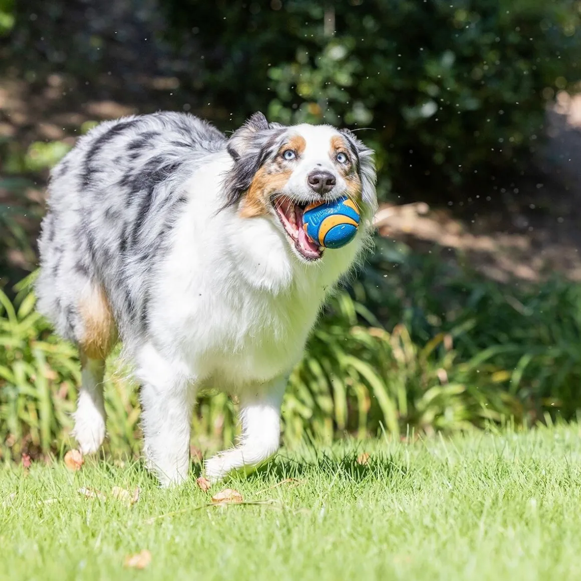Chuckit Ultra Squeaker koiran pallo