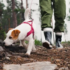 Hurtta Casual pehmustettu valjas, puolukka