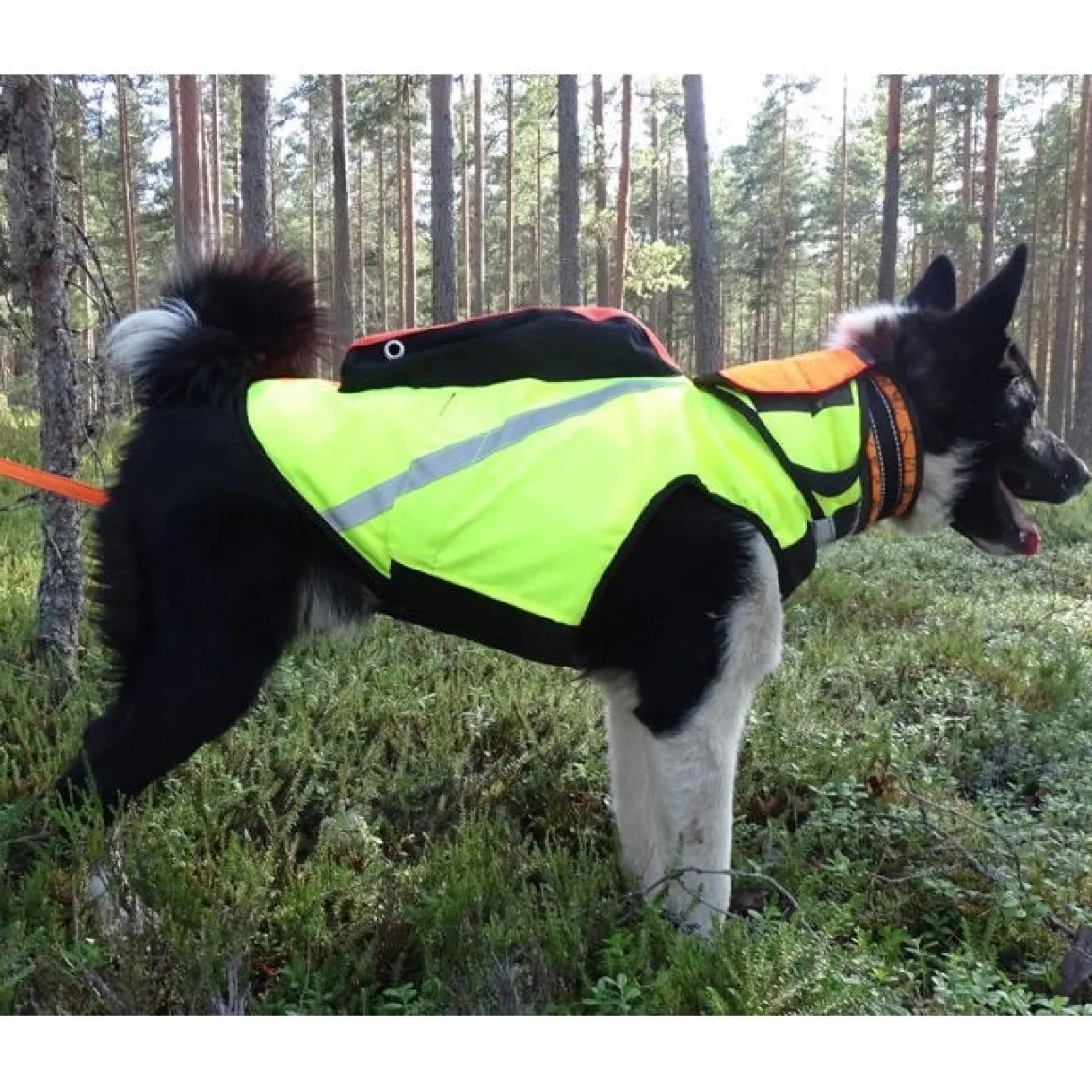 Kevlar-liivi koiralle, Kardog