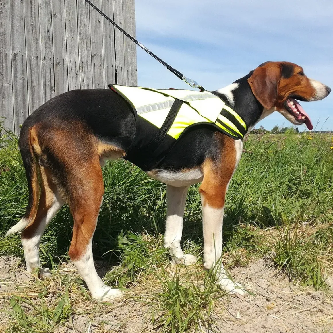 Koiran metsästysliivi Rymy, Kardog