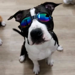 Koiran suojalasit K9 Sport Shades, musta