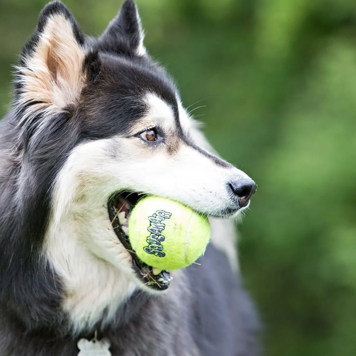 KONG Airdog Squeaker Tennis Ball, 3 kpl