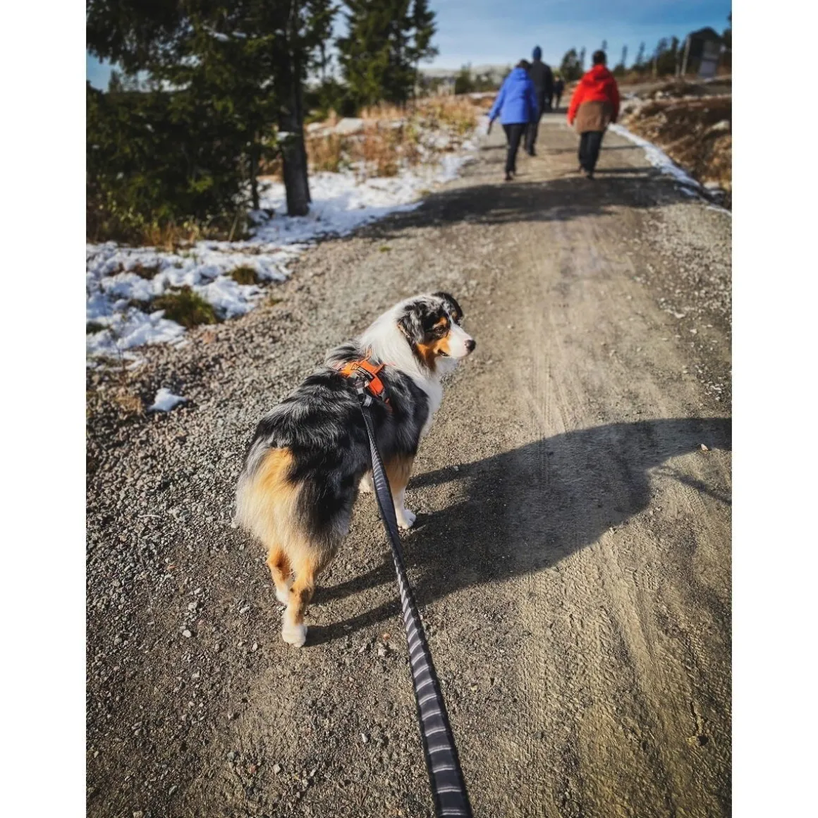 Non-stop Touring Bungee Leash 3.8m