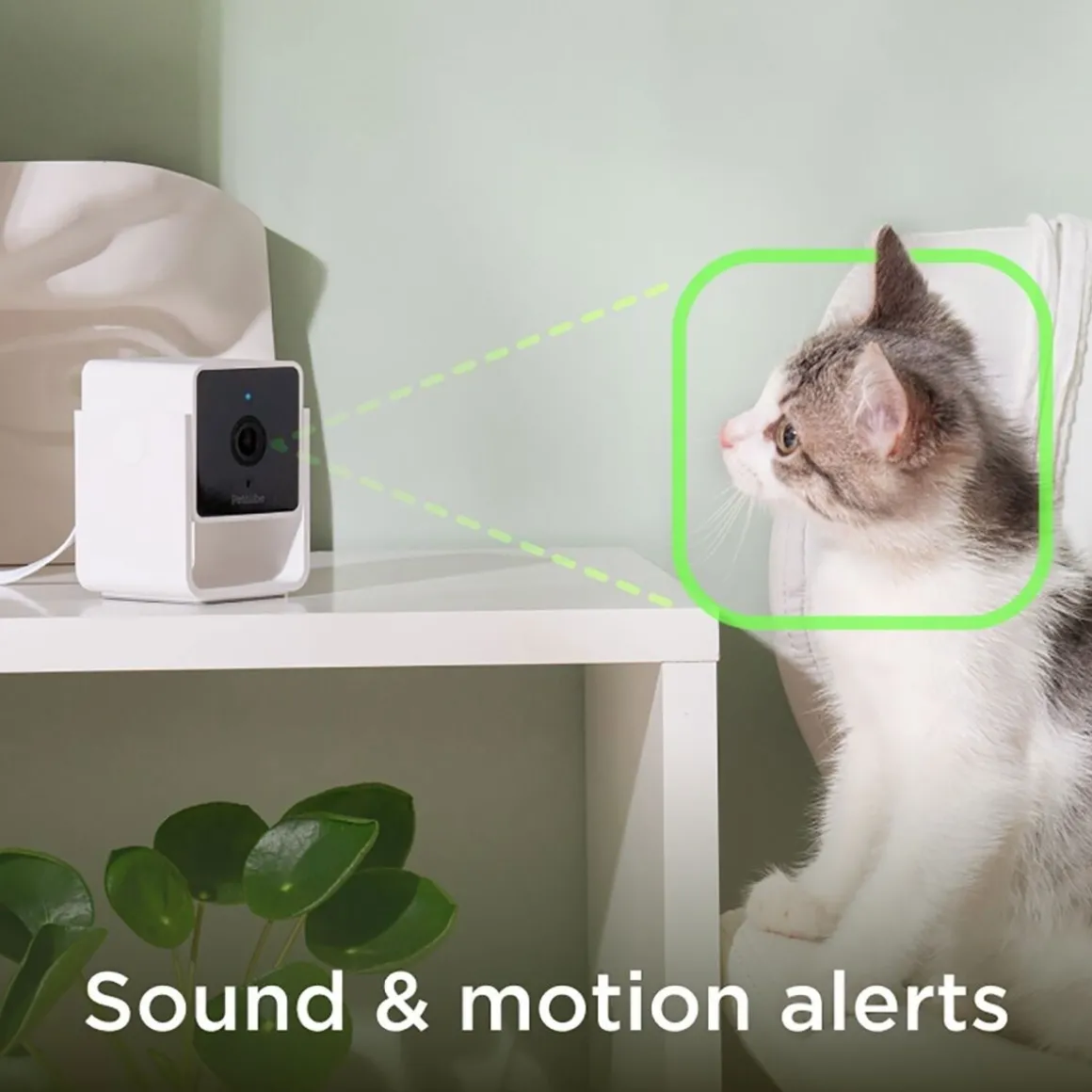 Petcube Cam lemmikkikamera kotiin