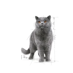 Royal Canin British Shorthair 85g, 48-pack