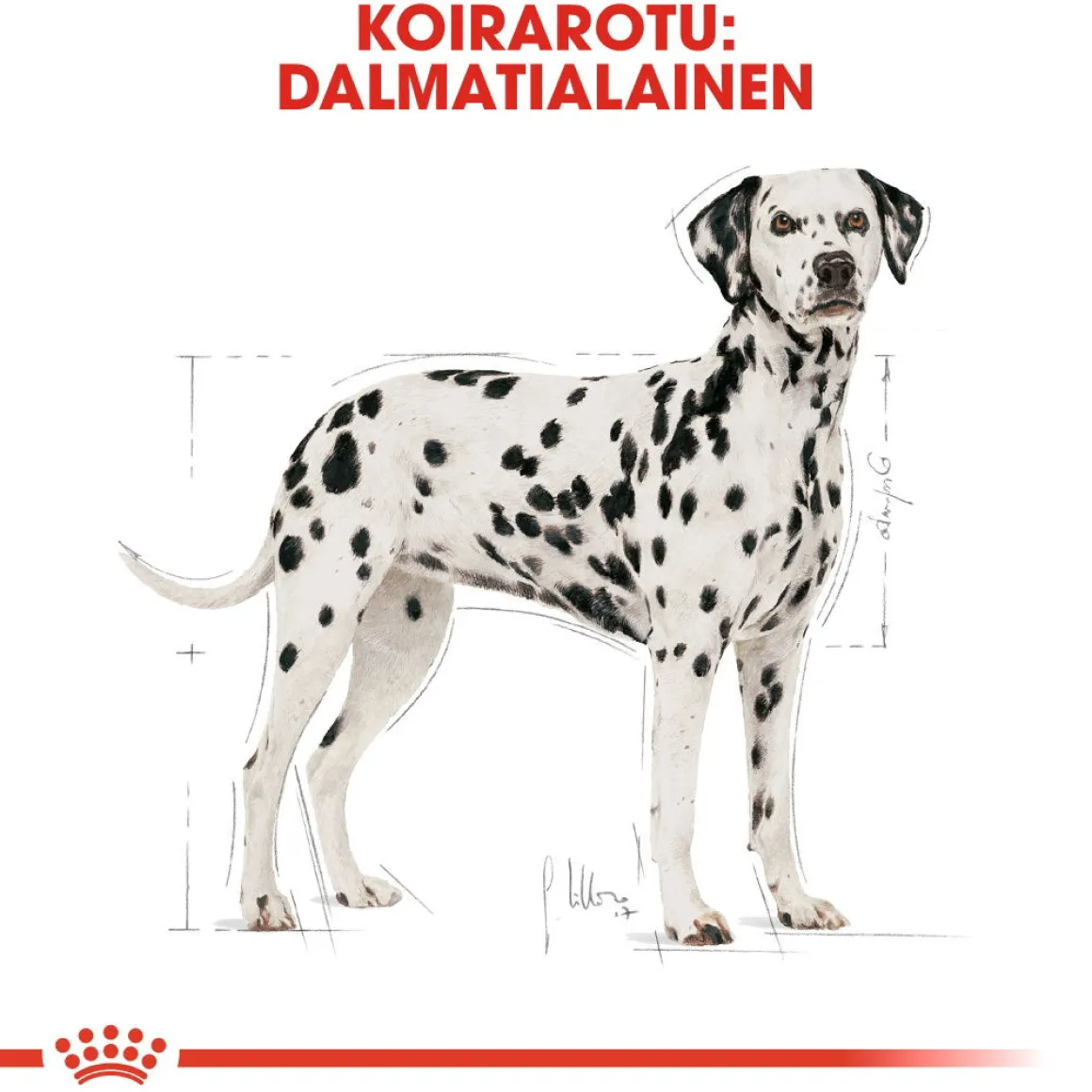 Royal Canin Dalmatian Adult 12 kg