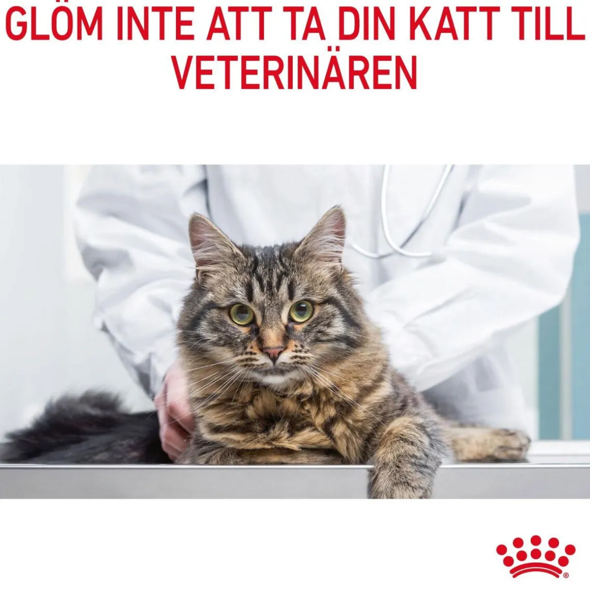 Royal Canin Hair & Skin Care Jelly 85g, 48-pack