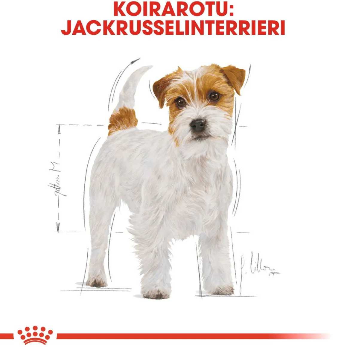 Royal Canin Jack Russel Adult