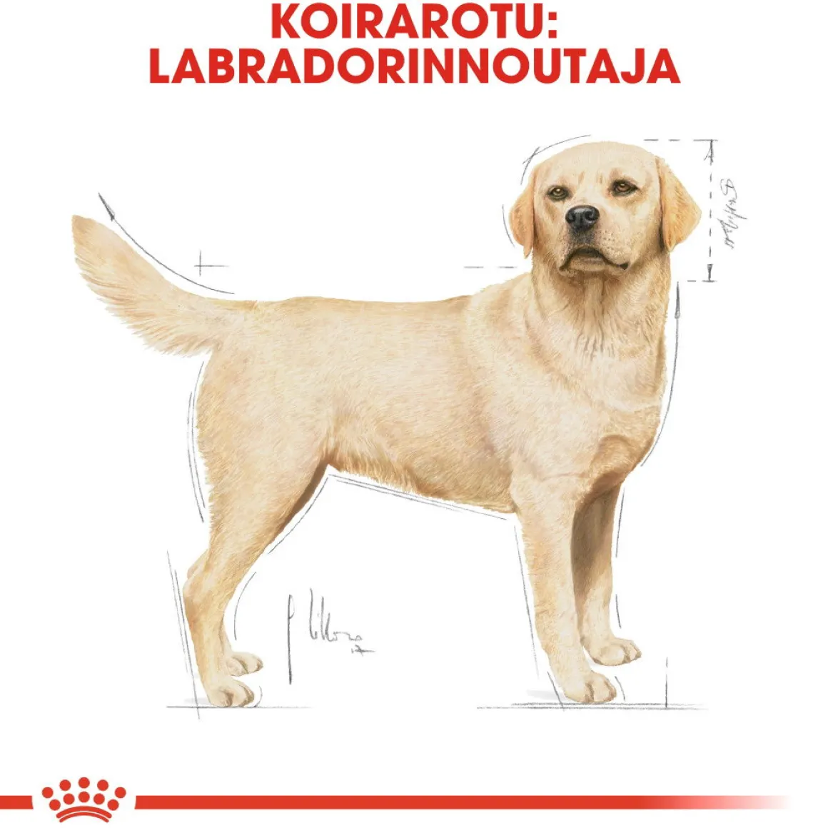 Royal Canin Labrador Retriever Adult 12 kg