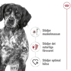 Royal Canin Medium Adult 2 x 15 kg