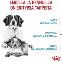 Royal Canin Medium Starter