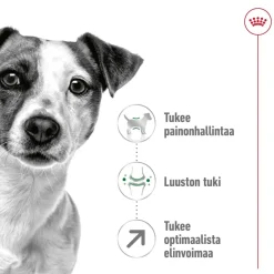 Royal Canin Mini Adult 8+