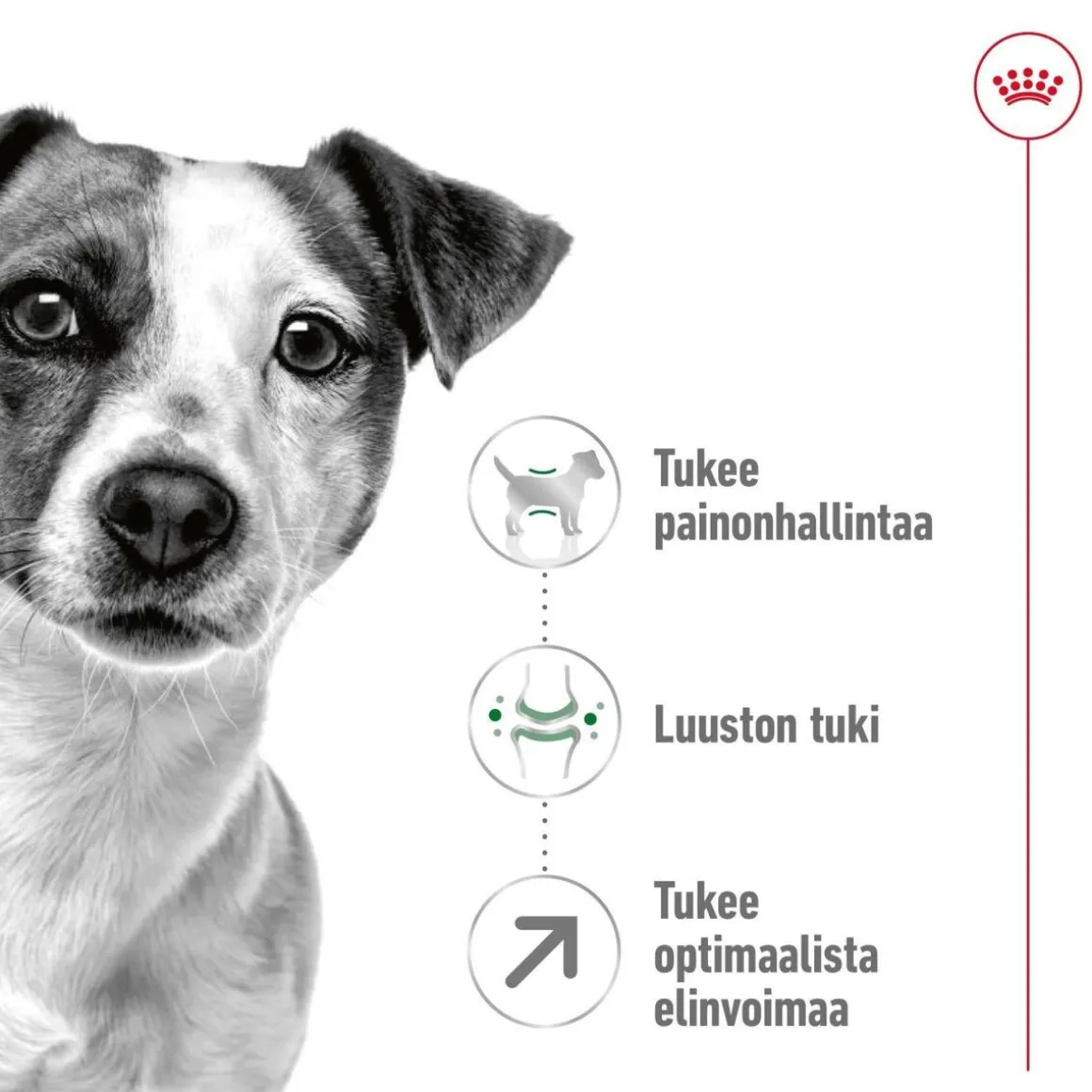 Royal Canin Mini Adult 8+