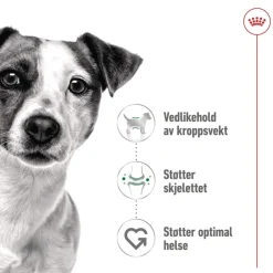 Royal Canin Mini Adult 48 x 85 g