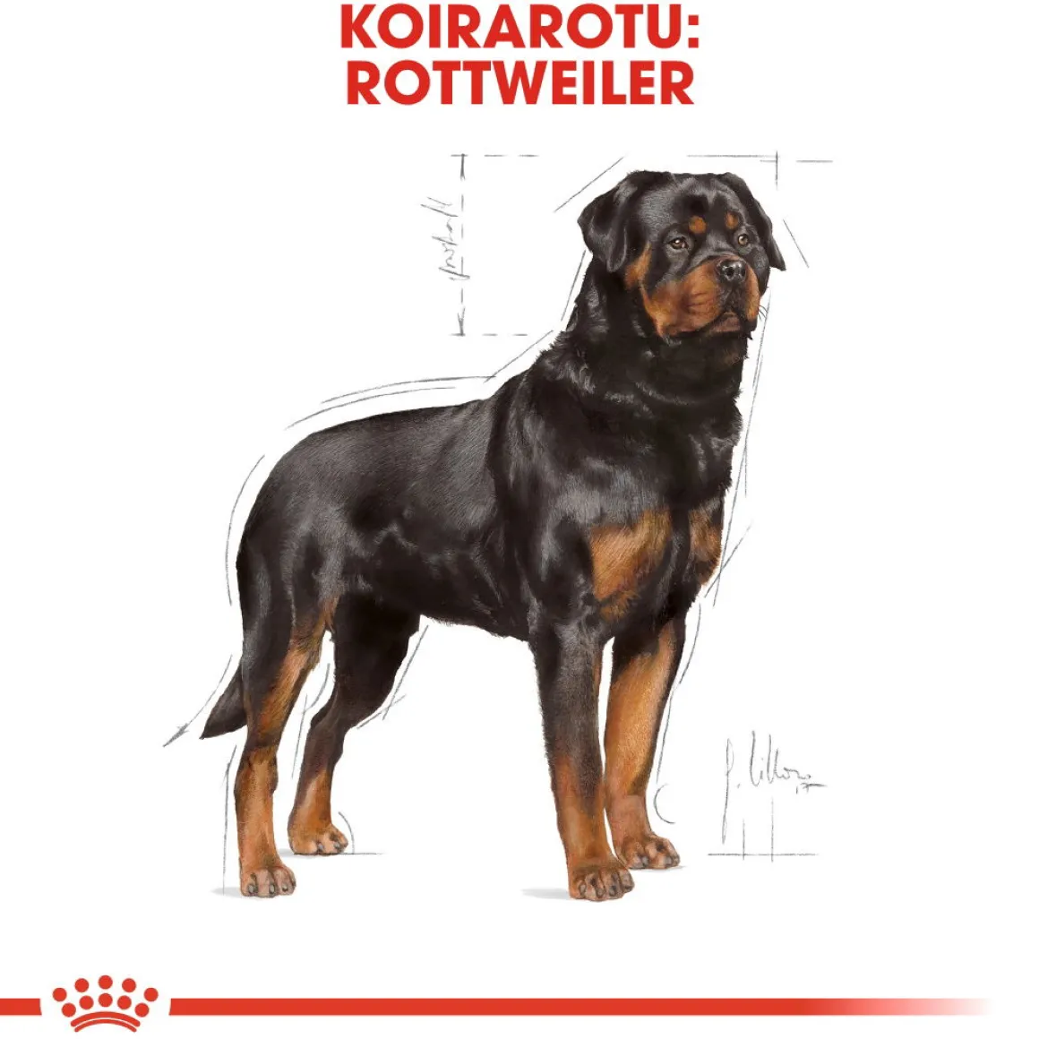 Royal Canin Rottweiler Adult 12 kg