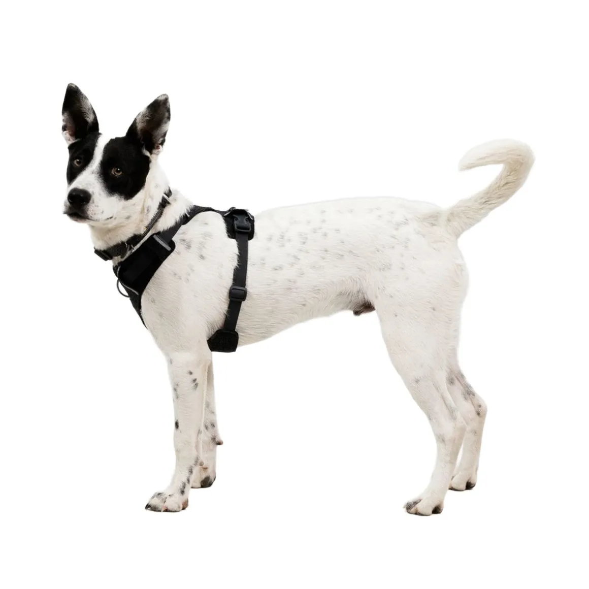 Ruffwear Front Range Flex valjas, Basalt Gray
