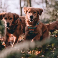 Ruffwear Front Range koiranvaljaat, Spring Mountains