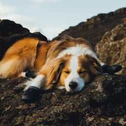 Ruffwear Ridgeline -koiran kengät