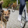 Trixie koiran juoksutin polkupyörään