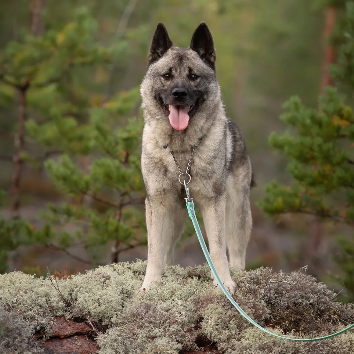 Tyylivoitto Shine Eazy -heijastintalutin, minttu
