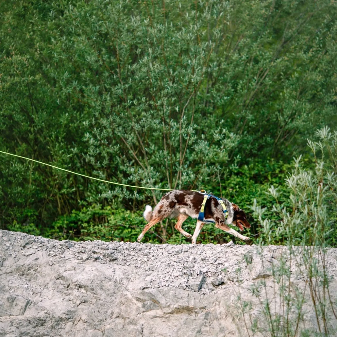 Woolly Wolf pitkä köysitalutin, lime 8 mm x 6 m